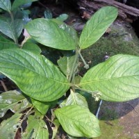 Psychotria dubia var. dubia (Wight) Alston